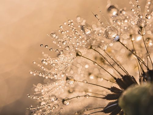 Scintillant dans la lumière : Le pissenlit