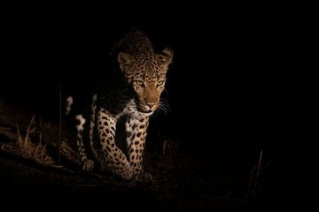 Leopard taucht aus der Dunkelheit auf von Jos van Bommel