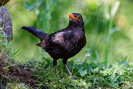 Blackbird (Turdus merula)