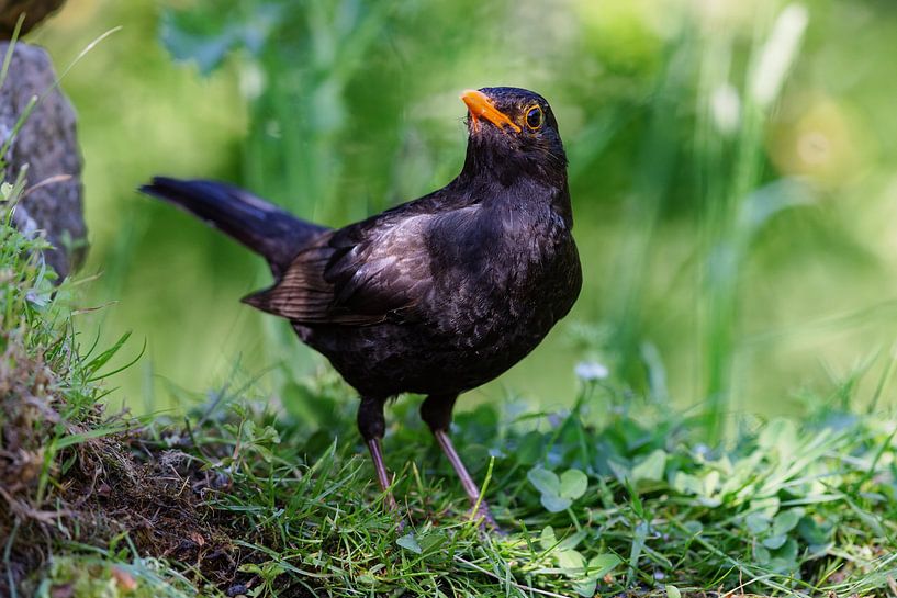 Amsel (Turdus merula) von Dirk Rüter