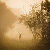 Antilope dans la brume matinale sur Mark Sluijmers