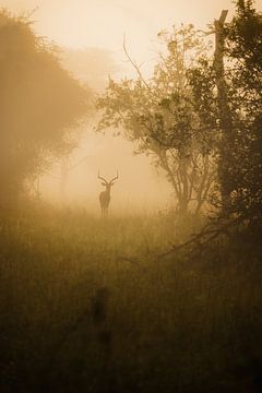 Antelope in the morning mist