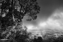 Atmospheric light in the Palatinate Forest in black and white