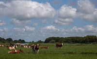 Kühe in der friesischen Landschaft von By Foto Joukje Miniaturansicht