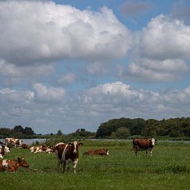 Cows in Frisian Landscape by By Foto Joukje