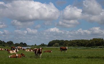 Koeien in Fries Landschap van By Foto Joukje