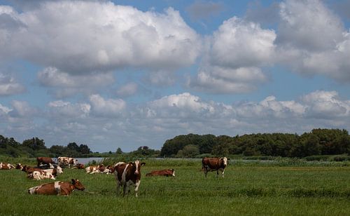 Cows in Frisian Landscape