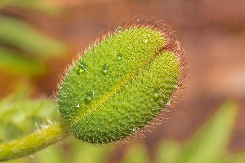 Omhulsel klaproos papaver