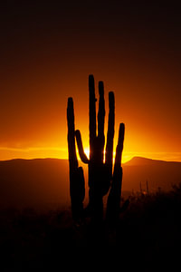 Sonnenuntergang in der Sonora-Wüste in Arizona, USA, mit einem riesigen Saguaro-Kaktus.