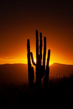 Zonsondergang in de Sonora Dessert in Arizona, USA, met een Giant Saguaro cactus. van Gert Hilbink