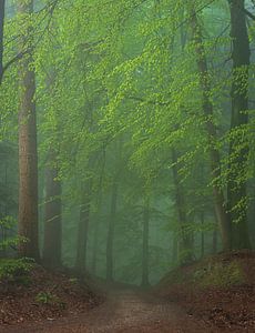Forêt brumeuse au printemps 2 sur René Jonkhout