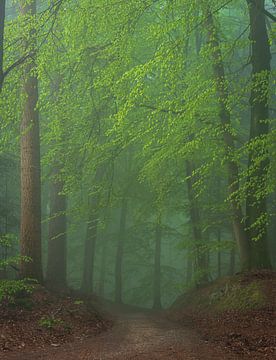 Mistig bos in de lente 2 van René Jonkhout