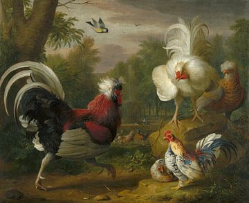 De strijd van de haan's, Jakub Bogdan