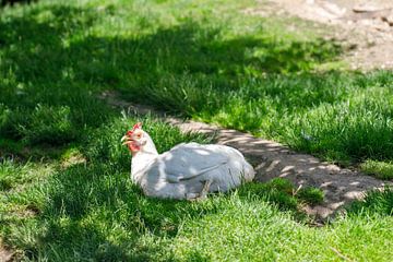 Weißes Huhn auf Gras mit Erdweg von de-nue-pic