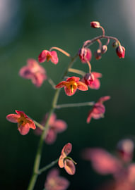 Fleur d'elfe en filigrane sur Harald Bader Photography