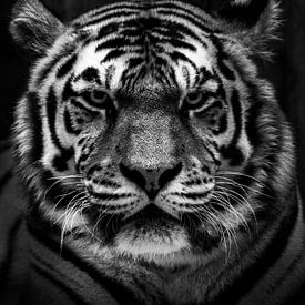 Tiger von Jan Jacob Alers