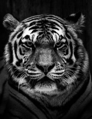 Tigre