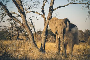 Olifant van Annette van den Berg