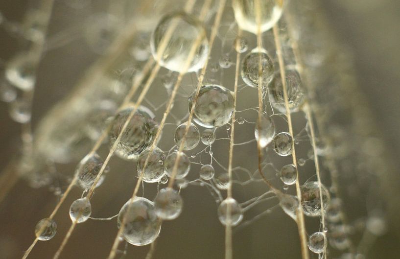 Yellow morning star by Frank Smedts