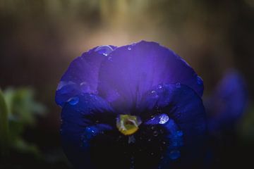 Fleur de violette sur Sandra Hazes