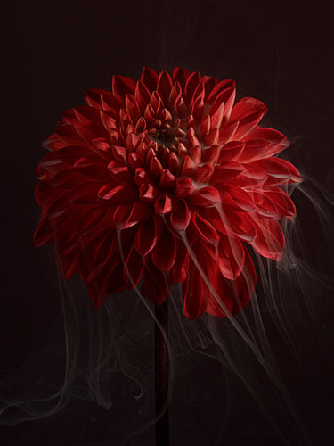 Sierlijke kwetsbaarheid - Rode Dahlia in de spotlights van Marjolijn van den Berg