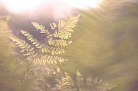 Fern in the evening light by Severin Frank Fotografie thumbnail