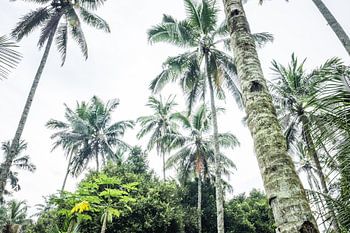 Palmen in Kalibaru- Ost-Java Indonesien