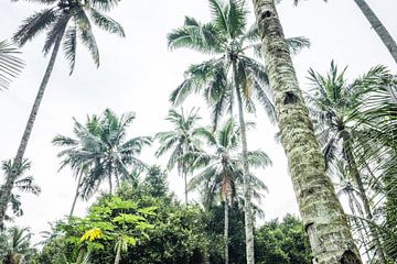 Palmbomen in Kalibaru- Oost Java Indonesië van Made by Voorn