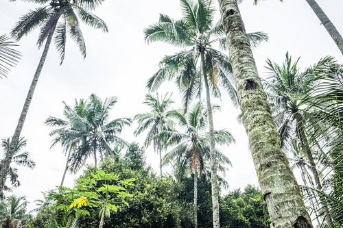 Palmbomen in Kalibaru- Oost Java Indonesië