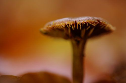 Doux et sucré sur Sonja Bohte