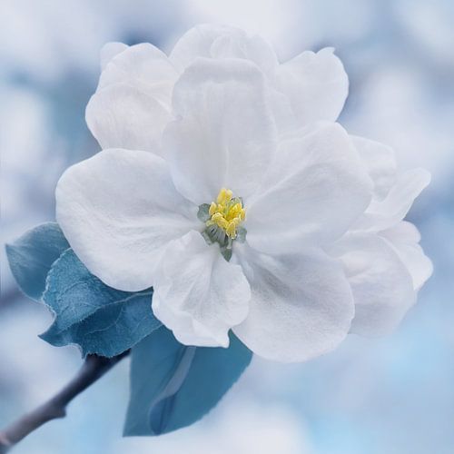Lente