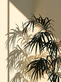 Sonnenbeschienene Palmen und Fenster-Schatten von Mosaic Dialogue