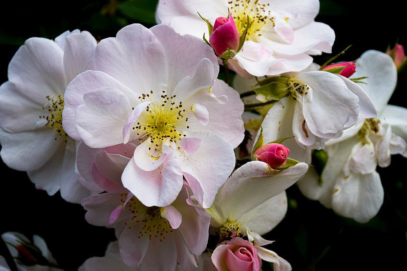 A rose is a rose is a rose van Ingrid de Vos - Boom