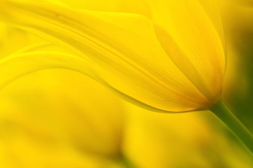 Its yellow! by Ramon Bovenlander
