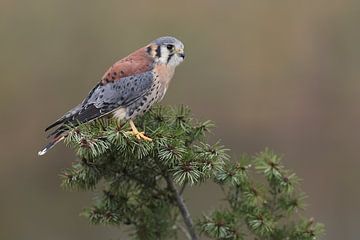 Amerikaanse Torenvalk (Falco sparverius) van Ronald Pol