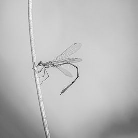 Mademoiselle sur Elke van Putten