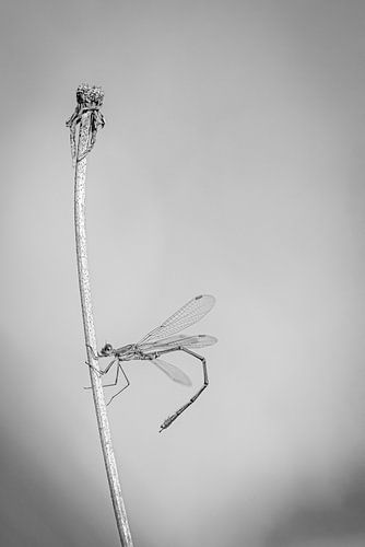 Juffer van Elke van Putten