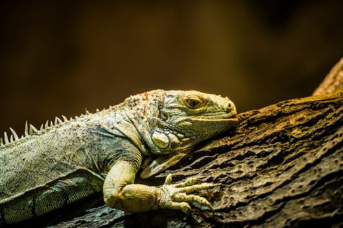 Reptiel