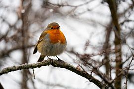 Robins von Mark Damhuis