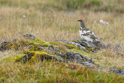 Snow grouse near Reykhólar, Iceland
