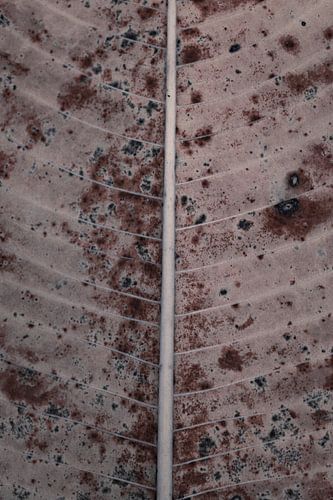 Blad close-up met bruine retro tinten | Natuur fotografie