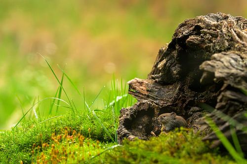 Careful by John Goossens Photography
