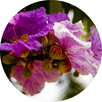 Tropische explosie van Lagerstroemia in bloei