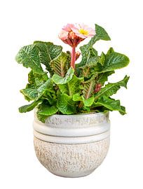 Primel auf weißem Hintergrund von ManfredFotos