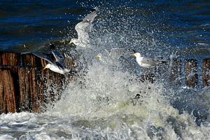 Meeuwen aan het strand van Blond Beeld