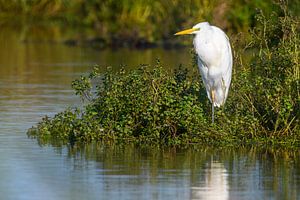 Grote zilverreiger bij een meer van Sjoerd van der Wal Fotografie