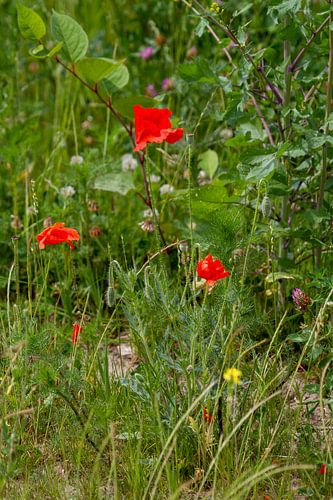 Klaproos in het groen.
