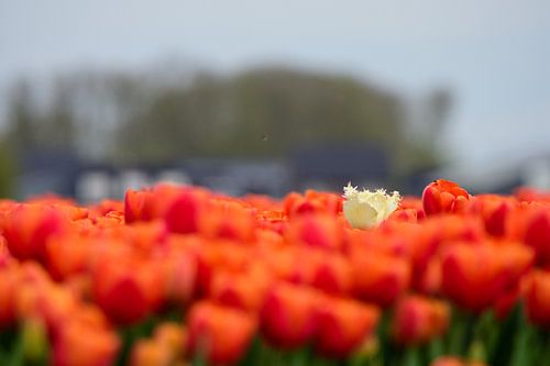 Een gele tulp tussen de oranje tulpen