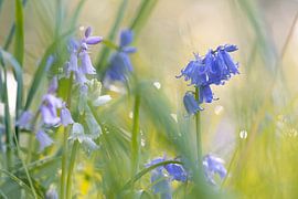 Dreamy wild hyacinth.