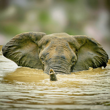 Elephant in the bath